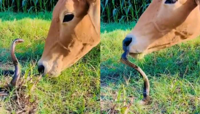 Snake Video Viral: ఆవుతో కోబ్రా దోస్తానా.. ఇకనైన ఆ కుళ్లు బుద్ది మానుకోవాలని నెటిజన్ల కామెంట్లు.. వీడియో వైరల్..