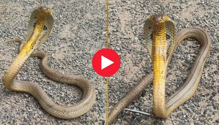 Golden King Cobra Snake Video: మీరు ఎప్పుడైనా గోల్డెన్ కలర్ నాగుపాము చూశారా? ఈ అరుదైన వీడియో చూడని వారి కోసమే..