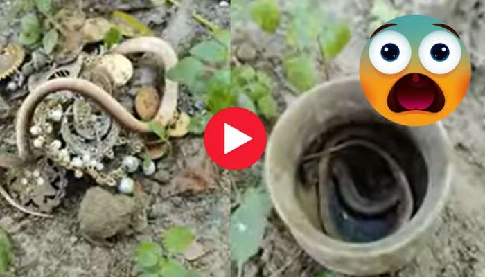 Treasure With Snake Video: బంగారు చెంబులో నుంచి బయటికి వచ్చిన పాము.. వీడియో చూస్తే మీకే అర్థమవుతుంది..