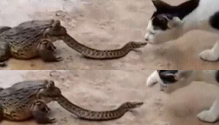  Snake Viral Video: భయపడాల్ లేవ్.. కప్ప, పిల్లికి చుక్కలు చూపిస్తున్న పాము.. నెట్టింట దుమ్మురేపుతున్న వీడియో..