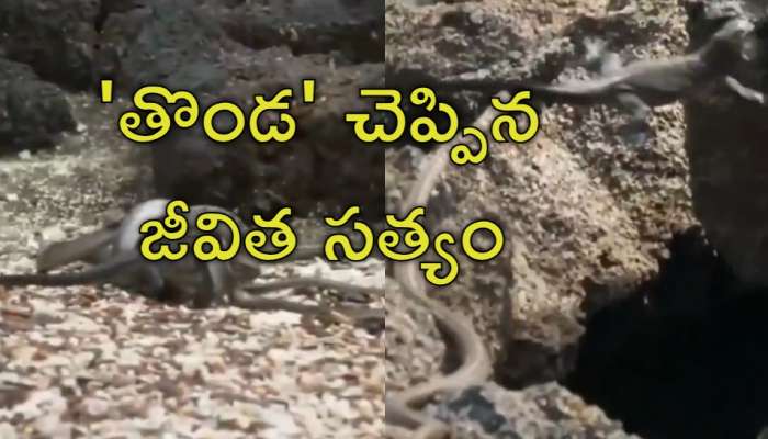 Snakes Attack Video: పాముల దండయాత్ర.. చిక్కినట్టే చిక్కి తుర్రుమన్న &#039;తొండ&#039;