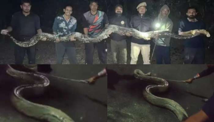 Python Viral Video: వీడియో చూస్తే గుండెలు గుభేల్.. లేడీస్ హస్టల్‌లో 17 అడుగుల భారీ కొండ చిలువ.. ఎలా వచ్చిందంటే..?