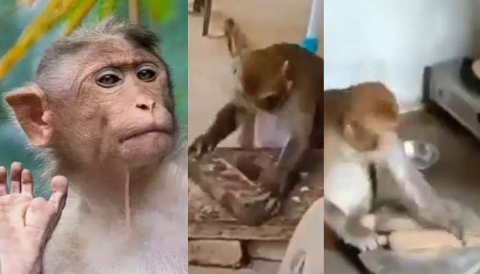 Viral Video: ఇదెక్కడి విడ్డూరం.. చపాతీలు చేస్తు, గిన్నెలు వాష్ చేస్తున్న వానరం.. నెట్టింట హల్ చల్ చేస్తున్న వీడియో ఇదే..