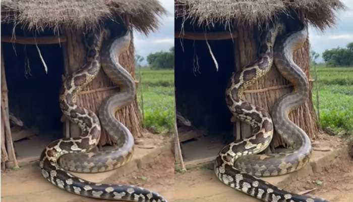 Cobra Snake Viral video: వామ్మో.. వీడియో చూస్తే గుండెలు గుభేల్.. పొలంలో హల్ చల్ చేస్తున్న భారీ కొండ చిలువలు.. 