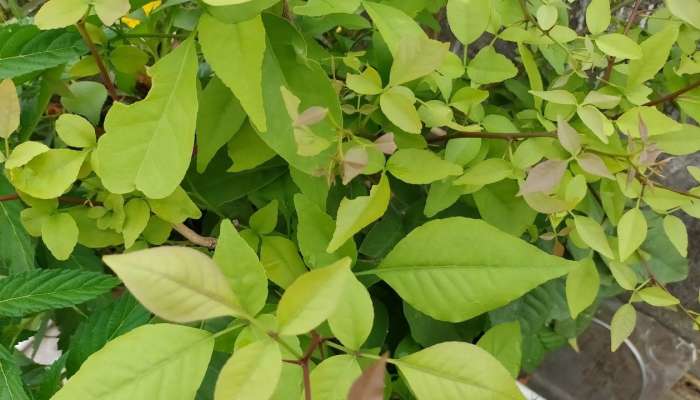 Indian Bilva Patra Benefits: బిల్వపత్రం ఆరోగ్యానికి ఎఎలా సహాయపడుతుంది..? ఈ విషయాలు తెలుసుకోండి...