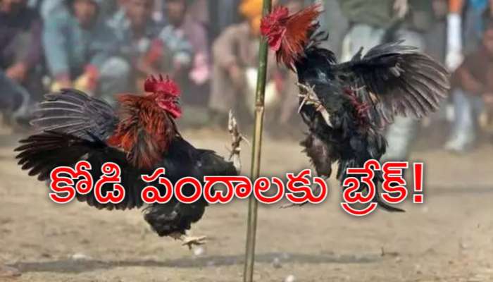 Sankranti: సంక్రాంతికి ఆంధ్రప్రదేశ్‌ పోలీసుల భారీ షాక్‌.. కోడి పందాలకు బ్రేక్‌
