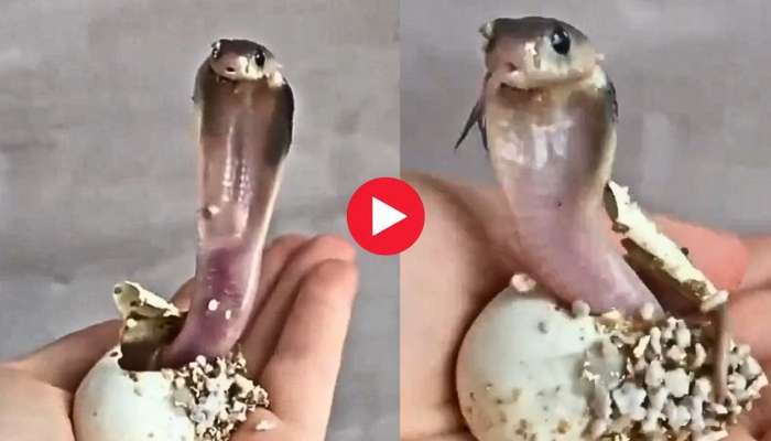 King Cobra Hatch Video: గుడ్డులో నుంచి బయటికి వచ్చిన అప్పుడే జన్మించిన కింగ్‌ కోబ్రా.. ఈ క్యూట్‌ వీడియో మీ కోసమే.. 