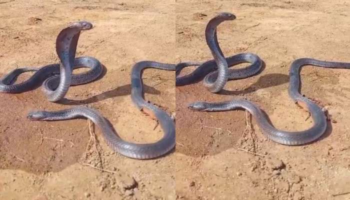  Cobra snake Video: ఇదో పాముల లవ్ స్టోరీ..?.. ప్రియుడు చనిపోతే.. పక్కనే ఉండిపోయిన మరో పాము.. వీడియో ఇదే.. 