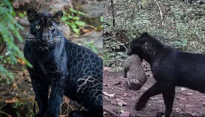 Black Leopard Video:  వావ్.. అడవిలో పసికూనతో అరుదైన నల్లని చిరుత.. వైరల్‌గా మారిన వీడియో..