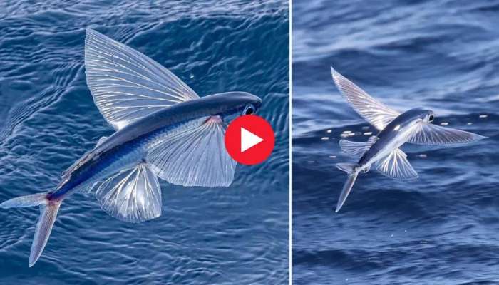 Flying Fish Viral Video: ఎగిరే చేప.. నీటి నుంచి 200 మీటర్ల ఎత్తు ఎగురుతున్న చేప.. వీడియో చూడండి!