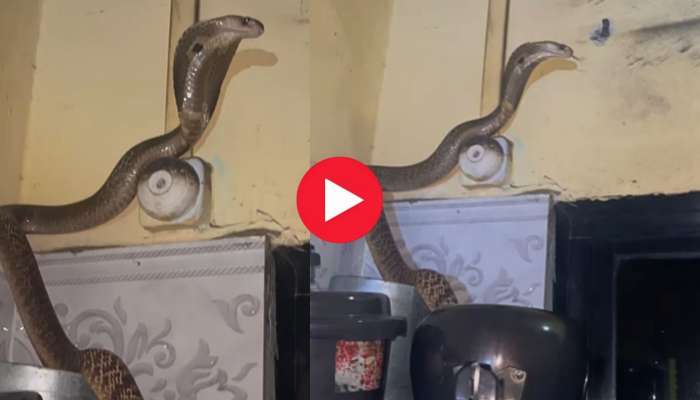 Huge King Cobra Video: పప్పు డబ్బాల్లో నుంచి బయటికి వచ్చిన భారీ కింగ్ కోబ్రా.. ఈ వీడియో అస్సలు భయపడకండి!