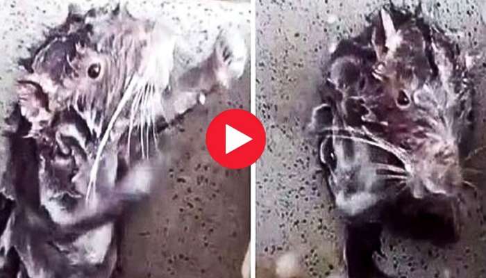 Rat Bathing Viral Video: సబ్బు రాసుకుని స్నానం చేస్తున్న ఎలుక.. ఈ వీడియో చూస్తే పక్కా నవ్వుకోవడం ఖాయం!