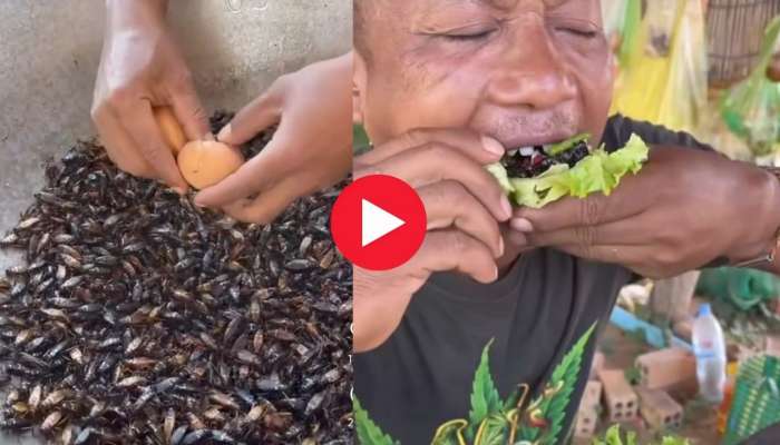 Roaches Recipe Viral Video: కోడిగుడ్డు బొద్దింకల ఫ్రై.. ఈ వీడియో చూస్తే ..మీ కంటే తోపు ఎవరు ఉండరు భయ్యా!