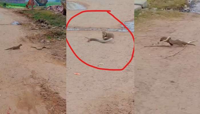 Snake Viral Video: ఇది మాములు ఫైటింగ్ కాదు భయ్యా.. వీడియో చూస్తే భయంతో జడుసుకుంటారు..