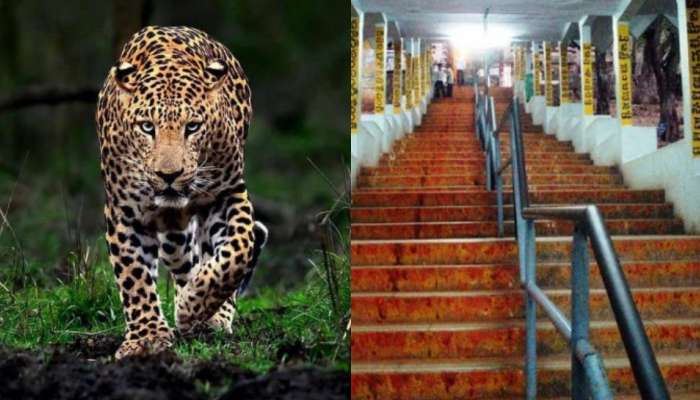 Tirumala: అలిపిరిలో మళ్లీ చిరుత హల్ చల్.. టీటీడీ ఉద్యోగికి తీవ్ర గాయాలు.. అసలేం జరిగిందంటే..?