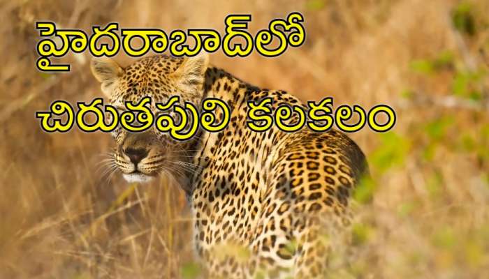 Cheetah Tension: హైదరాబాద్‌లో చిరుతపులి హల్‌చల్‌.. భయాందోళనలో స్థానికులు