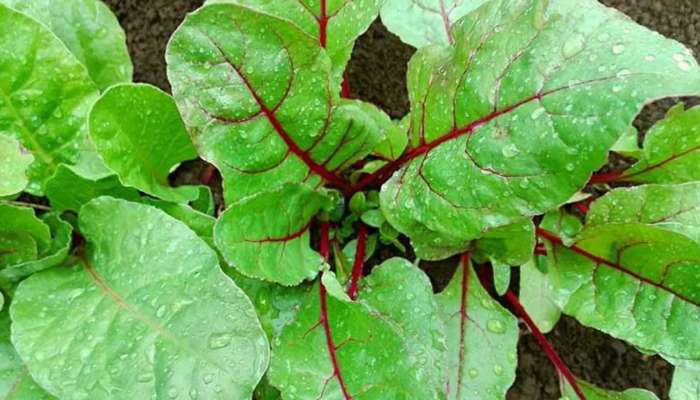 Beetroot Leaves: బీట్‌రూట్‌ ఆకులు తింటే ఇన్ని లాభాలు క‌లుగుతాయా..?