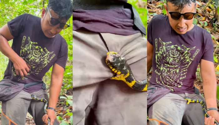 Cobra Snake Video: వామ్మో... ప్రైవేటు పార్ట్‌పై పాము కాటు.. ఇన్ ఫ్లూయెన్సర్‌కు నరకం... వీడియో వైరల్..