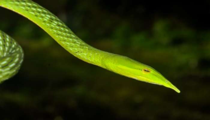 Green Vine Snake: మార్కెట్‌లో భారీ డిమాండ్ ఉన్న పాము ఇదే, ధర 1 కోటి రూపాయలు