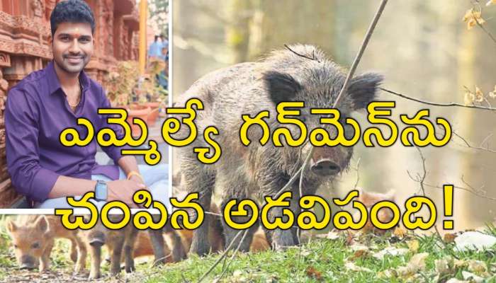 MLA Gunmen: దిగ్భ్రాంతికి గురిచేసే ఘటన.. ఎమ్మెల్యే గన్‌మెన్‌ ప్రాణం తీసిన &#039;అడవి పంది&#039;