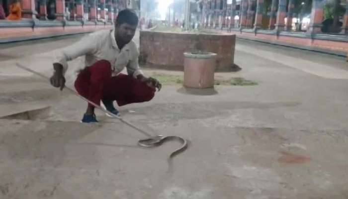 King Cobra Creates Tension At Mahanandi Temple Rv