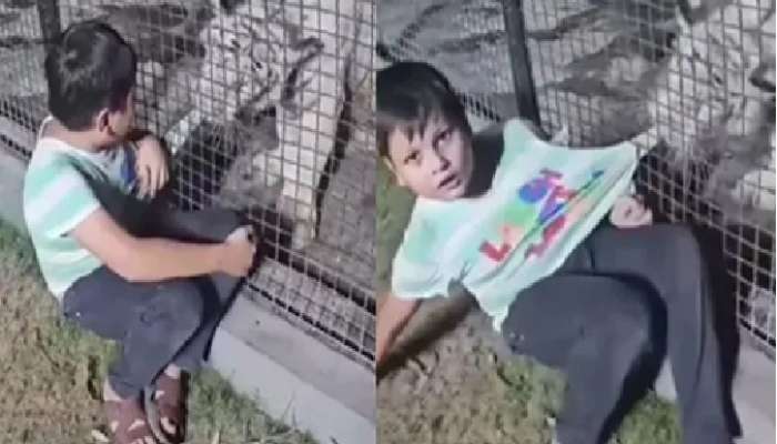 Tiger and Child Video: వీడు మామూలోడు కాదు.షర్ట్ వదులు అమ్మ చూస్తే కొడుతుందంటూ పులితోనే పేచీ, వీడియో వైరల్