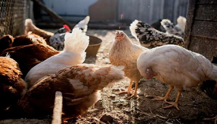 Chicken Alert: తస్మాత్ జాగ్రత్త, కొన్ని రోజులు చికెన్ తినవద్దు