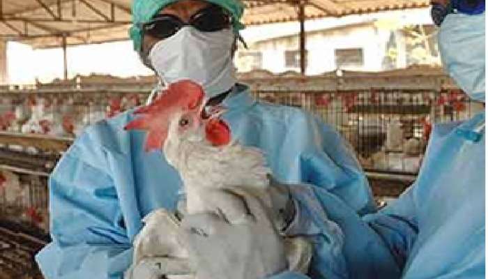 Bird Flu Alert: ఏపీలో భారీగా బర్డ్ ఫ్లూ కేసులు.. చికెన్, గుడ్లు తినొచ్చా లేదా