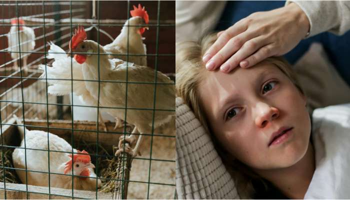 Bird Flu: చికెన్‌ తింటే బర్డ్‌ఫ్లూ వస్తుందా? మనుషుల్లో వీటి లక్షణాలు ఎలా ఉంటాయి? తీసుకోవాల్సిన జాగ్రత్తలు ఇవే..