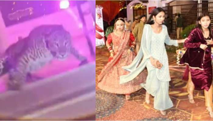 Leopard At Wedding: పెళ్లి వేడుకలో చిరుతపులి హల్ చల్.. కొత్త జంట పరుగో పరుగు.. షాకింగ్ వీడియో వైరల్..