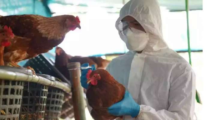 First Bird Flu Case: మనుషులకు వ్యాపించిన బర్డ్ ఫ్లూ, ఏలూరులో తొలి కేసు