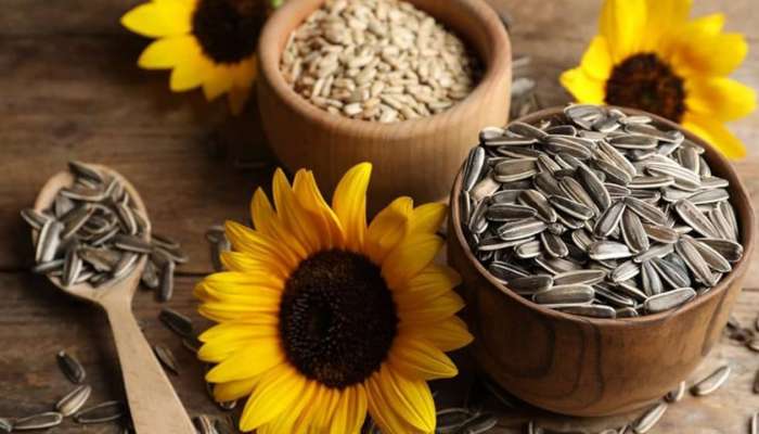 Sunflower Seeds: పొద్దుతిరుగుడు విత్తనాల ఇలా తింటే ఈ  5 ఆరోగ్య ప్రయోజనాలు మీసొంతం!