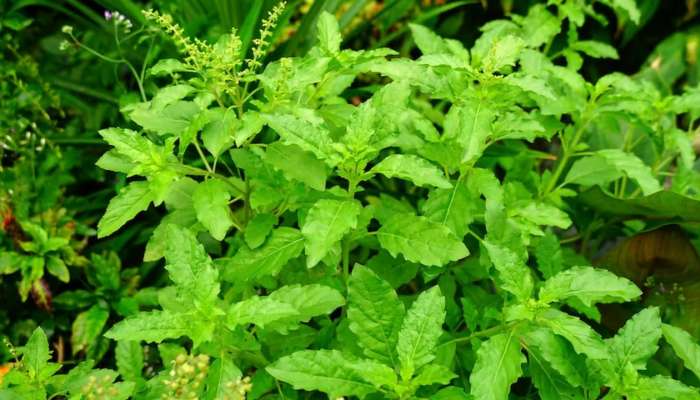 Tulsi Leaves: తులసి హెల్త్ బెనిఫిట్స్‌ మీకు తెలుస్తే ఆశ్చర్యపోతారు..!