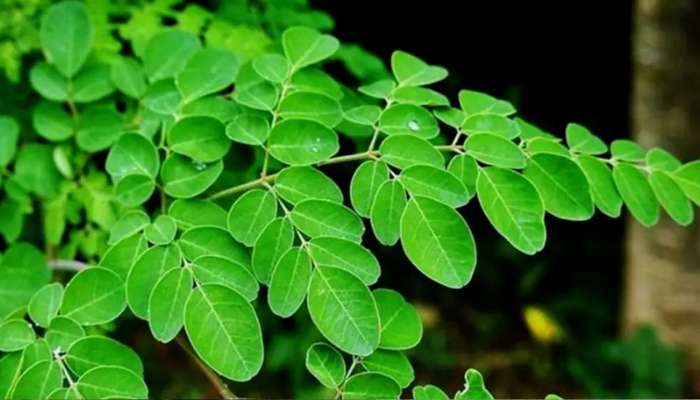 Drumstick Leaves Benefits: మునగాకు గురించి ఈ నిజాలు తెలుసా..?