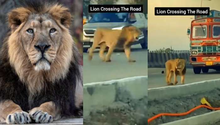 Asiatic Lion Video: వామ్మో.. రోడ్డు మీదప్రత్యక్షమైన ఆసియా సింహం.. వాహన దారులు బేజార్.. షాకింగ్ వీడియో వైరల్..