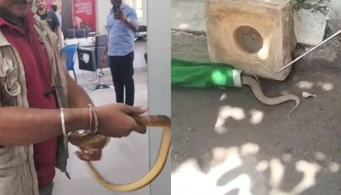 Snake Sightings: పాములతో బెంబేలెత్తుతున్న ఐటీ ఉద్యోగులు.. వీధుల్లో హల్‌చల్‌