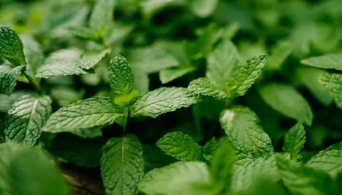  Mint Benefits: ఈ ఆకులతో సులభంగా బరువు తగ్గవచ్చు.. షుగర్ కంట్రోల్‌లో ఉంటుంది..