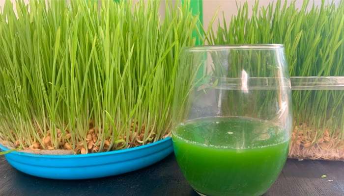 Wheat Grass: రోజు ఉదయం ఈ గడ్డి జ్యూస్ తాగితే అద్భుతాలు మీసొంతం!