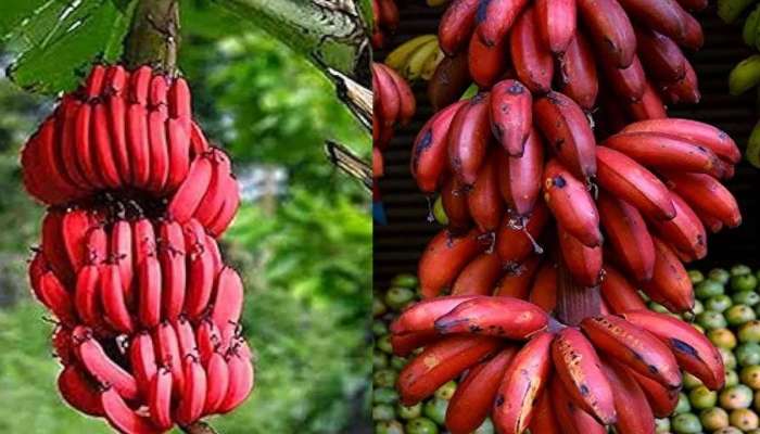 Red Banana:  ఎర్రటి అరటి పండు ఆరోగ్యానికి ఎంత మేలు చేస్తుందో తెలుసా..? 