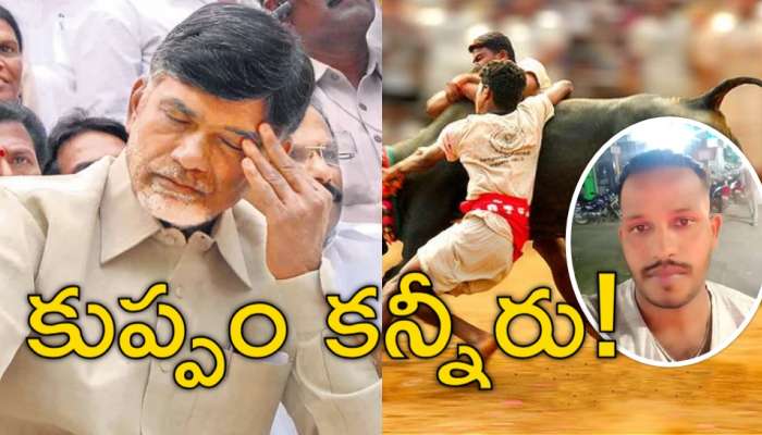 Jallikattu: సీఎం చంద్రబాబు నియోజకవర్గంలో తీవ్ర విషాదం.. జల్లికట్టులో యువకుడి మృతి