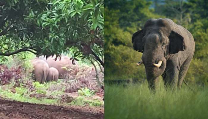 Elephant Attack: మహాశివరాత్రి ముందు ఘోరం.. భక్తులను తొక్కిచంపిన ఏనుగులు, ఐదుగురు మృతి..