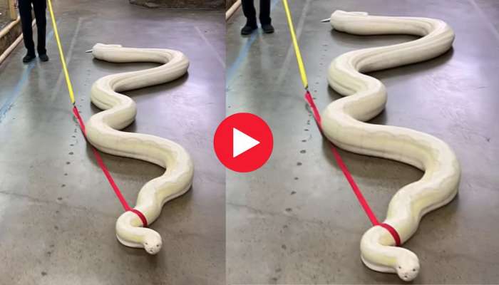 Rare Huge White Snake Video: ఎప్పుడైనా 20 అడుగుల రియల్ స్వేత నాగును చూశారా? చూడని వారు ఇప్పుడే చూడండి!
