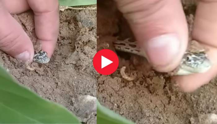 Rare Snake Video: పుట్టలో నుంచి పాము తల పట్టి లాగిన యువకుడు.. వీడియో చూస్తారా?