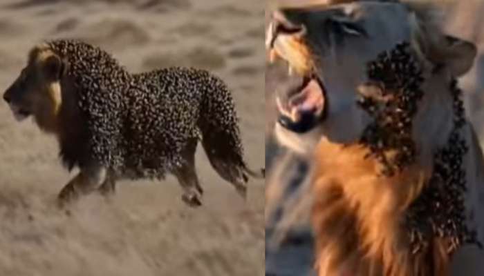 Viral Video: సింహం అయితే మాకేంటీ.. ఏకంగా మృగరాజు శరీరంపైనే తేనెపట్టు కట్టిన తేనెటీగలు.. వీడియో వైరల్..