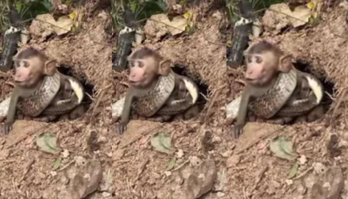 King Cobra Attacking A Monkey Video Is Going Viral On Social Media