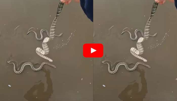Venomous Snakes Video: సముద్రపు ఒడ్డున ప్రమాదకరమైన సి స్నేక్స్.. వీడియో చూసి భయపడకండి!