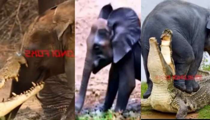 Viral Video: స్థాన బలం చూసి ఎగిరెగిరి పడిన మొసలి.. ఏనుగులన్ని కలిసి ఏంచేశాయంటే.. ?... వీడియో వైరల్..