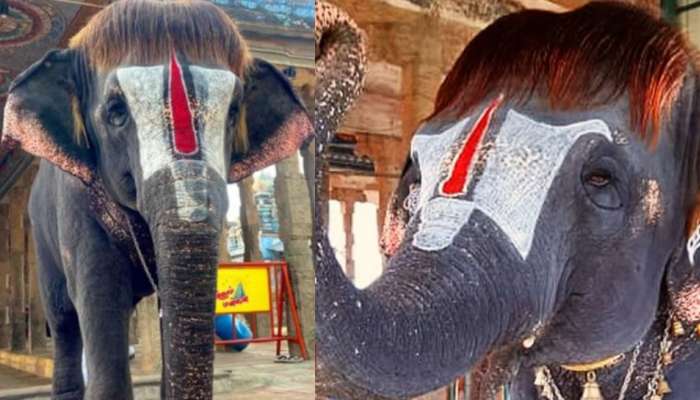 Viral Video: డైలీ మూడుసార్లు షాంపుతో హెయిర్ బాత్.. ఈ ఏనుగు హెయిర్ స్టైల్ మాములుగా లేదుగా.. వీడియో వైరల్..