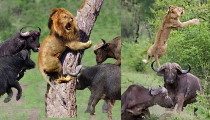 Viral Video: అడవికి రాజైతే మాకేంటీ.. సింహాన్ని చుచ్చు పోయించిన దున్నపోతులు.. వీడియో వైరల్..