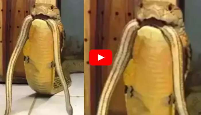 Video Viral: పాముని మరో పాము చంపి తినడం చూశారా? చూడని వారు భయపడకుండా ఈ వీడియో చూడండి..